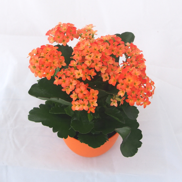 Kalanchoe Naranja 2